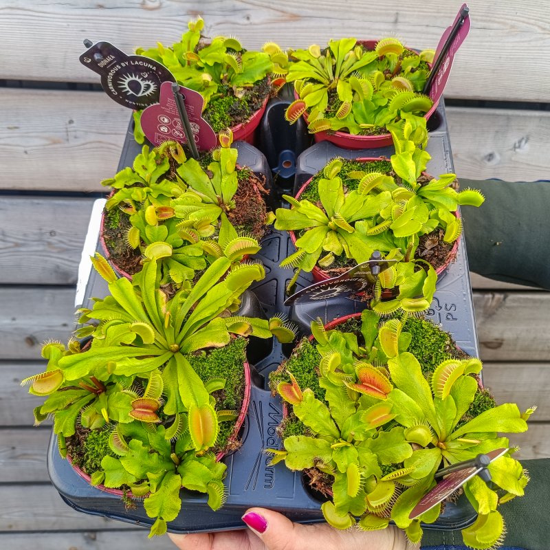 Dionaea muscipula (Mucholapka podivná) - kont. C1L, Ø 15 cm